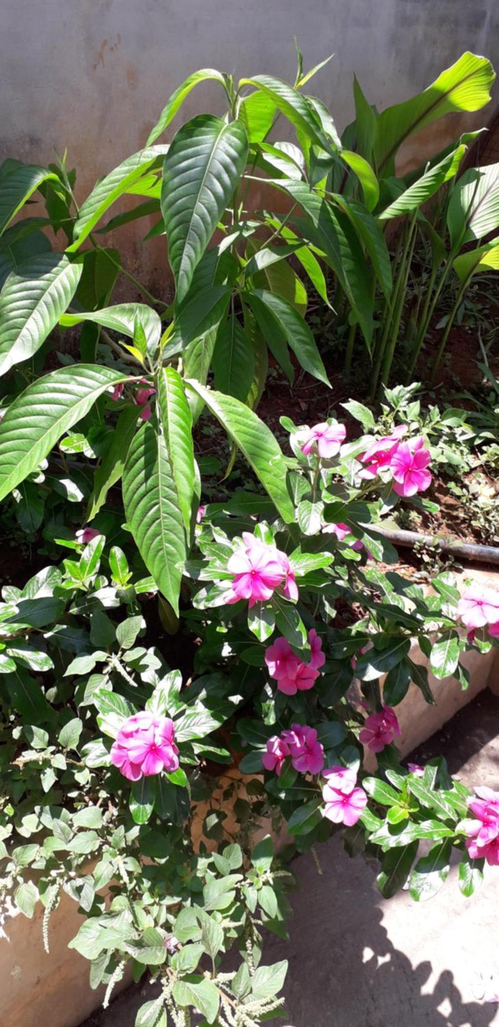 Spice Cottage Homestay Thekkady Esterno foto